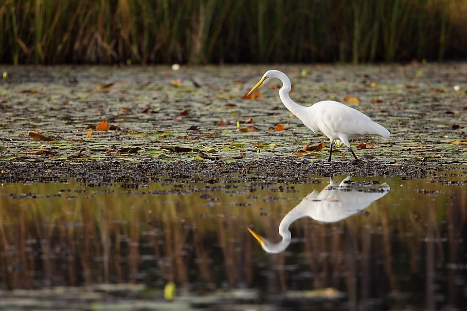 Great egret next to water in coastal Louisiana