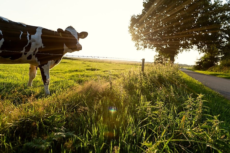 Shell is constructing a dairy manure to renewable natural gas (RNG) facility to be co-located at the Bettencourt Dairies in Wendell, Idaho. Once operational Shell Downstream Bovarius is expected to produce approximately 400,000 MMBtu a year of negative carbon intensity RNG using cow manure from the dairy.