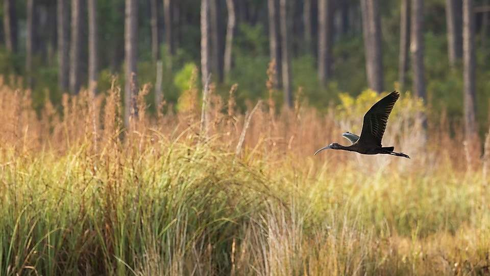 A white-faced ibis flying over long grass in coastal Louisiana