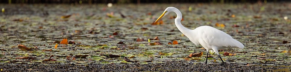 Great egret next to water in coastal Louisiana