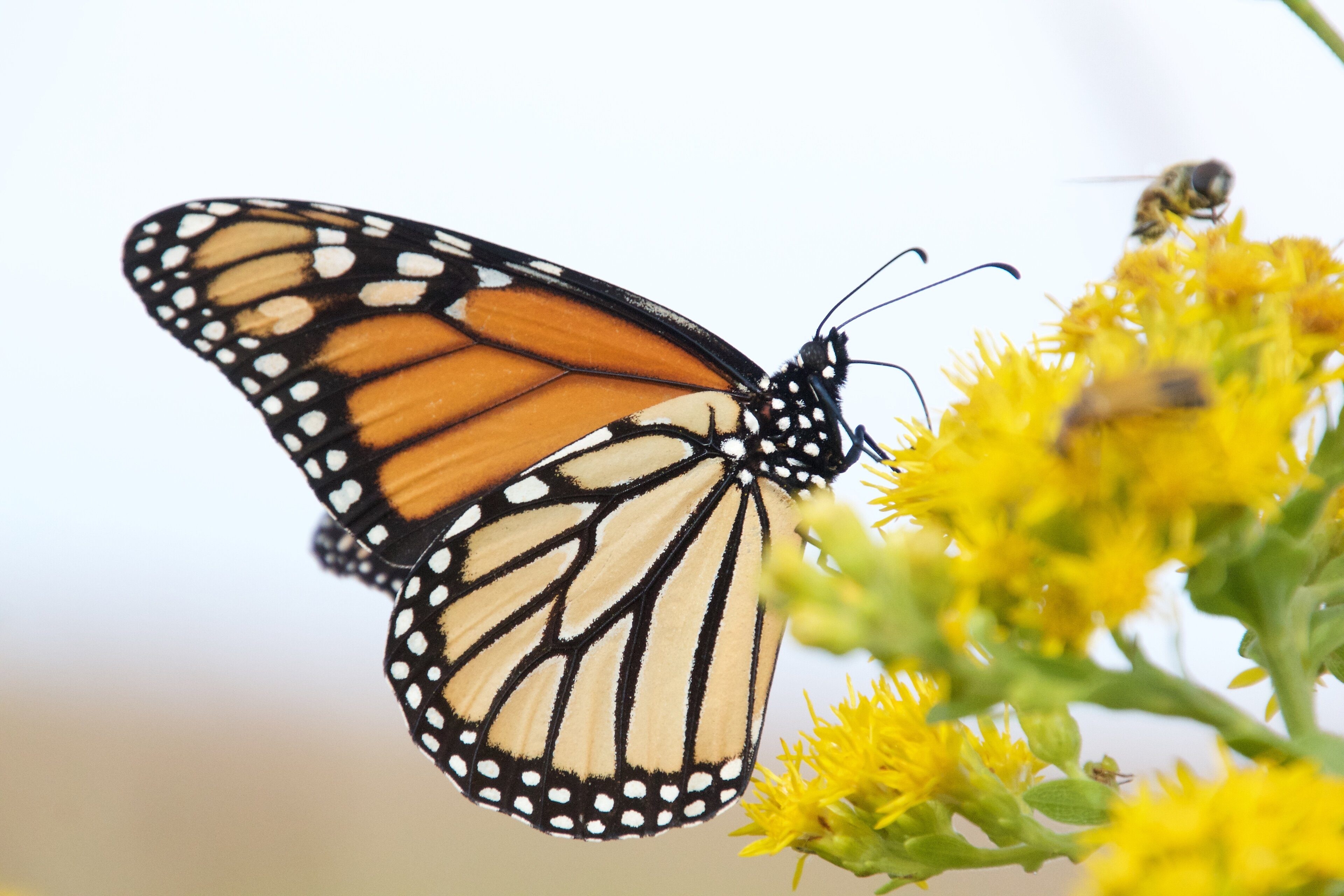 NFWF Announces 2.9 Million in Grants from the Monarch Butterfly and